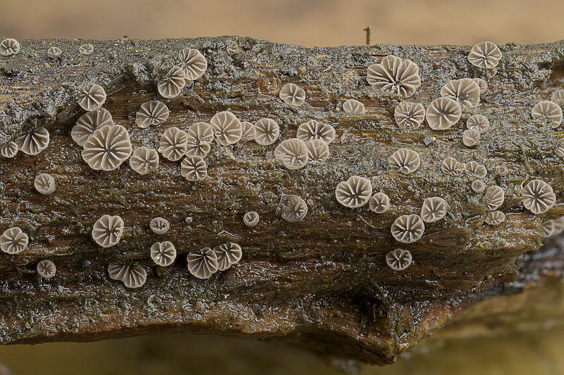 Resupinatus europaeus